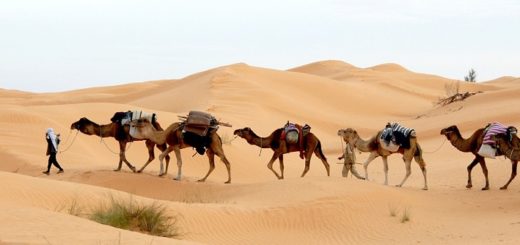 Tunisia, cammelli nel deserto